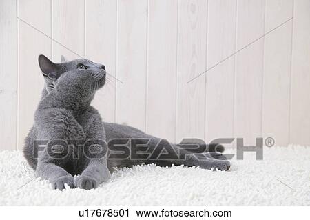 Russian blue cat looking upwards View Large Photo Image Stock Image - Russian blue cat looking upwards. Fotosearch