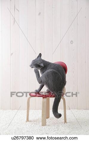 Stock Image - Russian blue cat scratching. Fotosearch