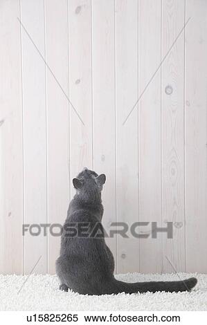 Stock Photography - Russian blue cat sitting, rear view. Fotosearch