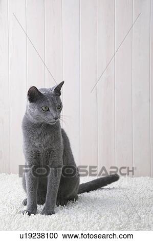 Stock Image - Russian blue cat sitting. Fotosearch