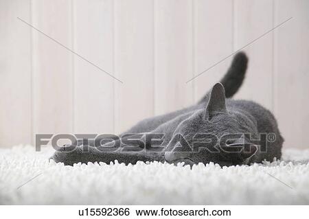 Stock Photograph - Russian blue cat sleeping. Fotosearch