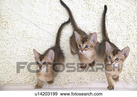Three Abyssinian cats looking up View Large Photo Image Stock Photo - Three Abyssinian cats looking up. Fotosearch