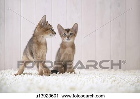 Two Abyssinian cats View Large Photo Image Stock Image - Two Abyssinian cats. Fotosearch