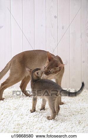 Two Abyssinian cats View Large Photo Image Stock Image - Two Abyssinian cats. Fotosearch