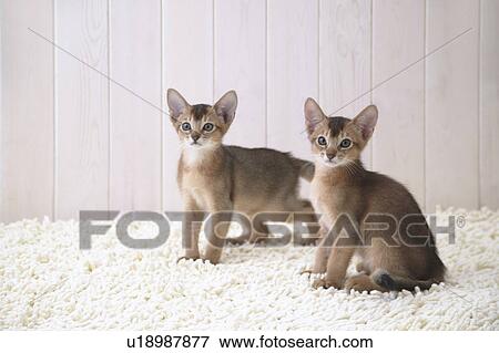 Two Abyssinian cats View Large Photo Image Stock Photo - Two Abyssinian cats. Fotosearch