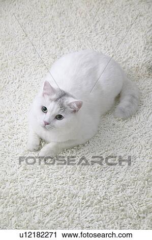 White cat looking up View Large Photo Image Stock Image - White cat looking up. Fotosearch