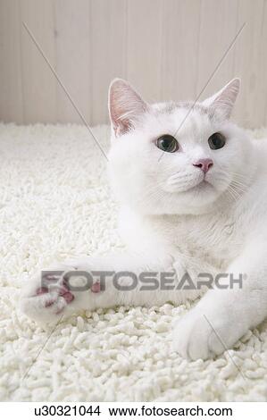White cat lying down View Large Photo Image Picture - White cat lying down. Fotosearch