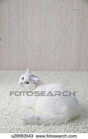 White cat lying down View Large Photo Image Stock Image - White cat lying down. Fotosearch