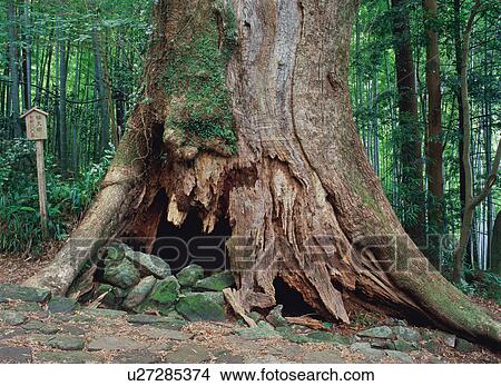 Ancient tree View Large Photo Image Picture - Ancient tree. Fotosearch