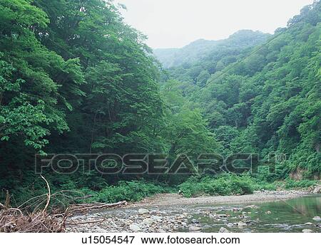 Stock Photo - Anmon River, Shirakami Sanchi, Japan. Fotosearch
