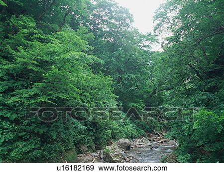 Anmon River, Shirakami Sanchi, Japan View Large Photo Image Stock Photo - Anmon River, Shirakami Sanchi, Japan. Fotosearch