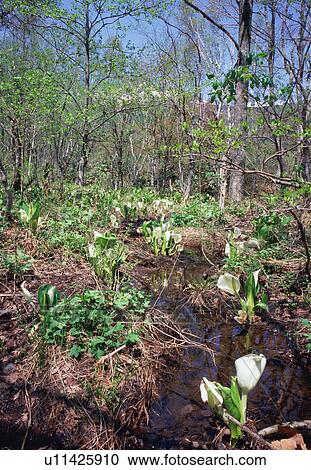 Asian skunk cabbage View Large Photo Image Stock Image - Asian skunk cabbage. Fotosearch