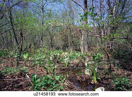 Stock Image - Asian skunk cabbage. Fotosearch