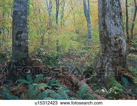 Stock Image - Beech tree forest in Shirakami Sanchi, Japan. Fotosearch