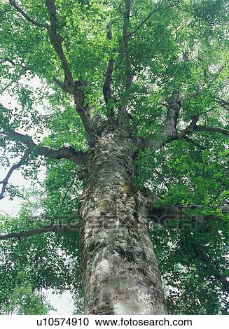 Beech tree in Shirakami Sanchi, Japan View Large Photo Image Stock Image - Beech tree in Shirakami Sanchi, Japan. Fotosearch