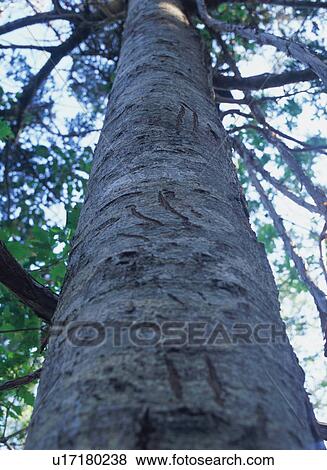 Claw mark of bears on tree trunk View Large Photo Image Stock Photo - Claw mark of bears on tree trunk. Fotosearch