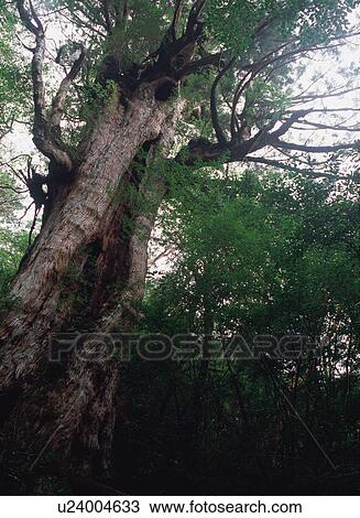 Stock Image - Daio Cedar, Yakushima, Japan. Fotosearch