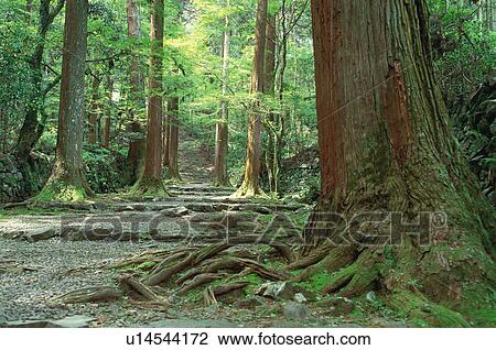 Gio-ji Temple, Kyoto Prefecture, Japan View Large Photo Image Stock Image - Gio-ji Temple, Kyoto Prefecture, Japan. Fotosearch