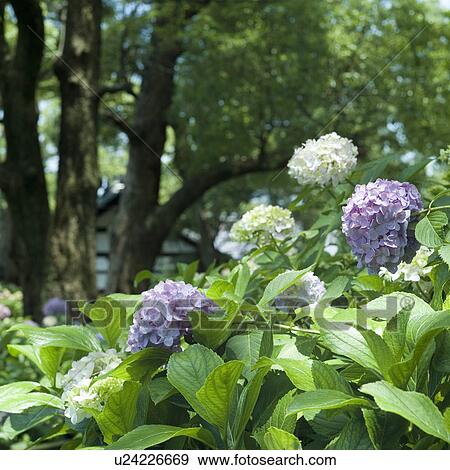 Hydrangea View Large Photo Image Stock Photo - Hydrangea. Fotosearch