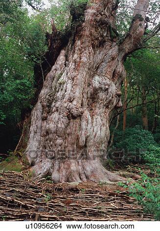 Picture - Jomon Cedar, Yakushima, Japan. Fotosearch