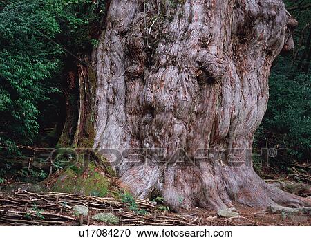 Stock Image - Jomon Cedar, Yakushima, Japan. Fotosearch