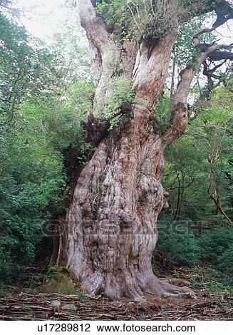 Jomon Cedar, Yakushima, Japan View Large Photo Image Stock Image - Jomon Cedar, Yakushima, Japan. Fotosearch
