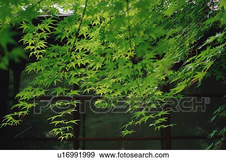 Stock Photo - Maple trees. Fotosearch
