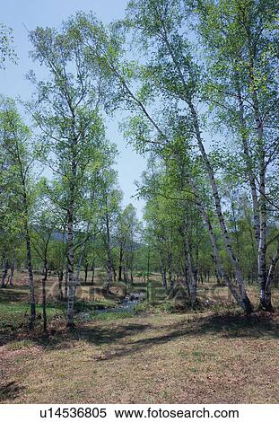 Stock Photography - Norikura Highland in Nagano Prefecture, Japan. Fotosearch