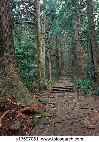 Stock Image - Pilgrimage route in Kumano. Fotosearch