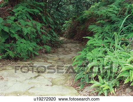 Pilgrimage route in Kumano View Large Photo Image Stock Image - Pilgrimage route in Kumano. Fotosearch