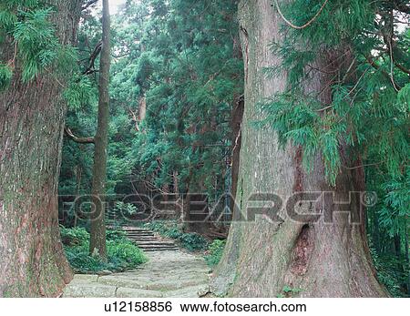Pilgrimage route in Kumano View Large Photo Image Stock Photograph - Pilgrimage route in Kumano. Fotosearch