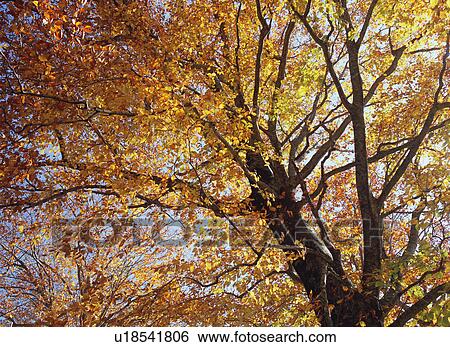 Red leaves in Shirakami Sanchi, Japan View Large Photo Image Stock Photograph - Red leaves in Shirakami Sanchi, Japan. Fotosearch