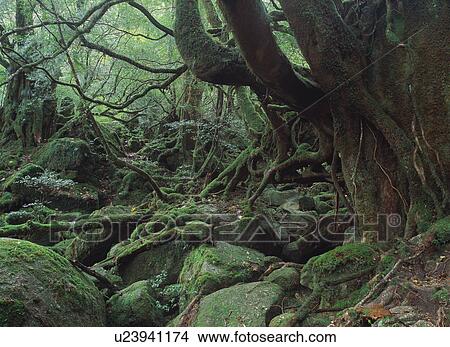 Picture - Shiratani Unsuikyo, Yakushima, Japan. Fotosearch
