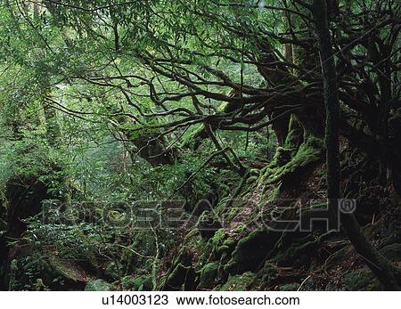 Shiratani Unsuikyo, Yakushima, Japan View Large Photo Image Stock Image - Shiratani Unsuikyo, Yakushima, Japan. Fotosearch