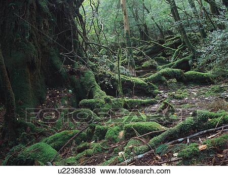 Stock Photo - Shiratani Unsuikyo, Yakushima, Japan. Fotosearch