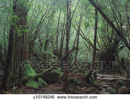 Shiratani Unsuikyo, Yakushima, Japan View Large Photo Image Stock Photograph - Shiratani Unsuikyo, Yakushima, Japan. Fotosearch