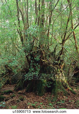 Stump covered by moss, Yakushima, Japan View Large Photo Image Stock Image - Stump covered by moss, Yakushima, Japan. Fotosearch