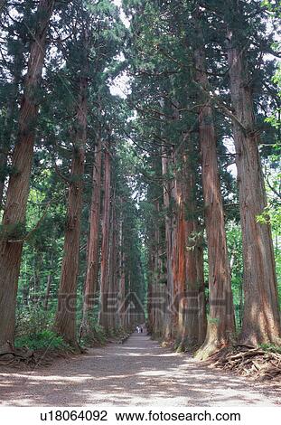 Stock Image - Togakushi Shrine. Fotosearch