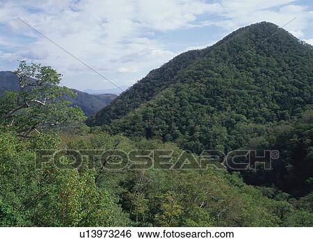Wild forest in Shiretoko, Hokkaido, Japan View Large Photo Image Stock Photograph - Wild forest in Shiretoko, Hokkaido, Japan. Fotosearch