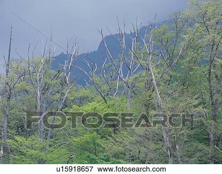 Stock Photo - Willow trees in forest, Japan. Fotosearch