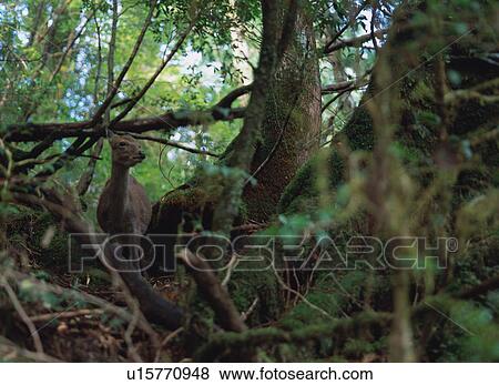 Yaku Deer in Shiratani Unsuikyo, Yakushima, Japan View Large Photo Image Stock Photo - Yaku Deer in Shiratani Unsuikyo, Yakushima, Japan. Fotosearch