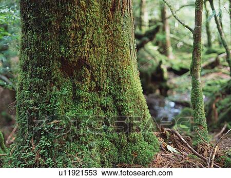 Stock Image - Yakusugi in Shiratani Unsuikyo, Yakushima, Japan. Fotosearch