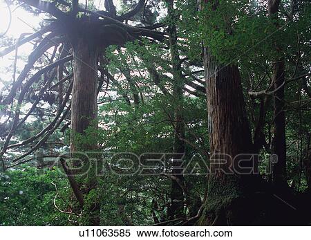 Yakusugi in Shiratani Unsuikyo, Yakushima, Japan View Large Photo Image Stock Photography - Yakusugi in Shiratani Unsuikyo, Yakushima, Japan. Fotosearch