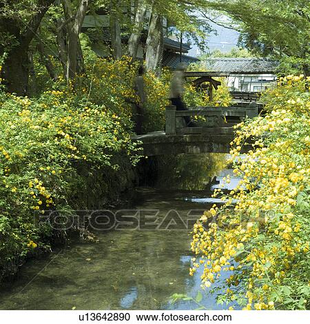 Yellow flower blossomed along river View Large Photo Image Stock Image - Yellow flower blossomed along river. Fotosearch