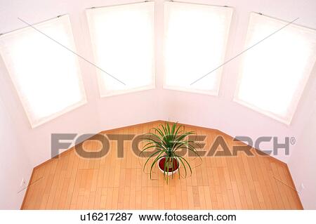 Potted plant on wooden floor, high angle view View Large Photo Image Stock Photo - Potted plant on wooden floor, high angle view. Fotosearch