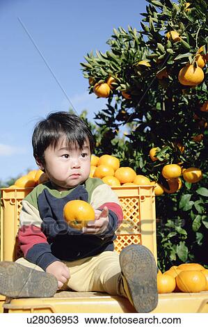 Portrait of a boy sitting on orange basket View Large Photo Image Stock Image - Portrait of a boy sitting on orange basket. Fotosearch
