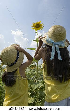 Rear view of girls looking at sunflower View Large Photo Image Picture - Rear view of girls looking at sunflower. Fotosearch
