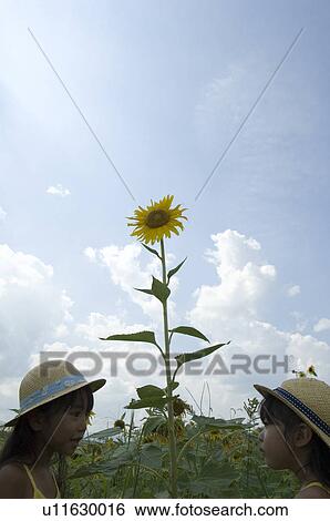 Two girls and sunflower View Large Photo Image Stock Photograph - Two girls and sunflower. Fotosearch