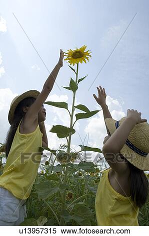 Two girls reaching for sunflower View Large Photo Image Stock Photography - Two girls reaching for sunflower. Fotosearch