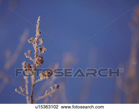 Frost on tree branch, Hokkaido, Japan View Large Photo Image Stock Image - Frost on tree branch, Hokkaido, Japan. Fotosearch